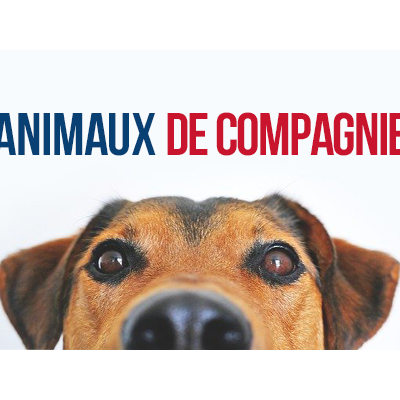 Animaux de compagnie