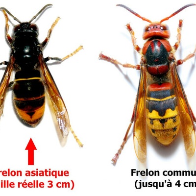 Lutte contre le Frelon asiatique