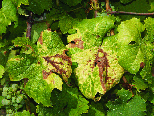 Lutte contre la Flavescence dorée de la vigne