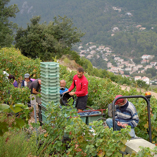 Visitez un domaine vinicole